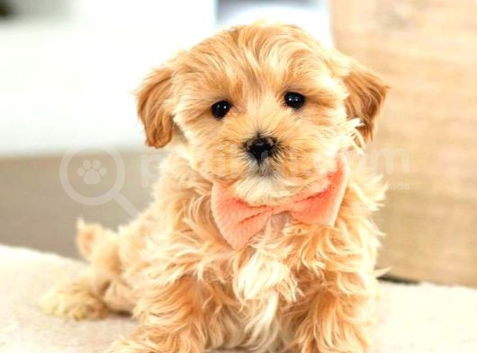 Mi̇ni̇ Puppy Boy Kahve Tonlu Kivircik Tüylü Malti̇po Yavrular 