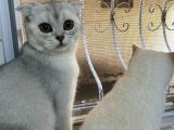 Scoti̇sh Ve Bri̇ti̇sh Ci̇nsi̇ Kedi̇ler Sahi̇plendi̇ri̇li̇r