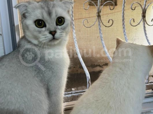 Scoti̇sh Ve Bri̇ti̇sh Ci̇nsi̇ Kedi̇ler Sahi̇plendi̇ri̇li̇r görsel