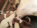 A Scr Amerikan Bulldog Yavrularımız Dünyaya Gelmiştir