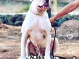 A scr Amerikan bulldog yavrularımız dünyaya gelmiştir