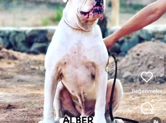 A Scr Amerikan Bulldog Yavrularımız Dünyaya Gelmiştir