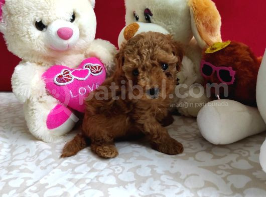 Kore Poodle Yavrularımız Erkek Ve Dişi Mevcuttur