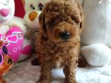 Kore Poodle Yavrularımız Erkek Ve Dişi Mevcuttur