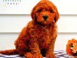 KIPKIRMIZI SAF KAN EVCİLBEBEKLER EV ÜRETİMİ TOOY POODLE YAVR