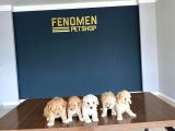 HİPOALERJENİK MALTİPOO YAVRULARIMIZ YASAL İŞLETMEDEN
