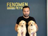 BABY FACE GOLDEN RETRIEWER YAVRULARI SAFKAN BELGELİ ANKARA