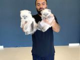 TOP KAFA SCOTTISH FOLD YAVRULARIMIZ FENOMEN PETS ANKARA