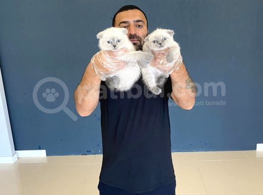 Top Kafa Scottish Fold Yavrularimiz Fenomen Pets Ankara görsel