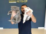 Top Kafa Scottish Fold Yavrularimiz Fenomen Pets Ankara