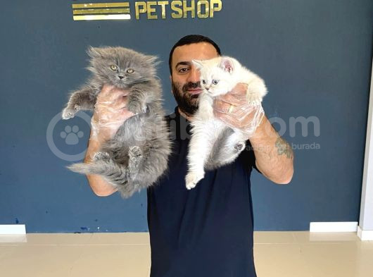 Top Kafa Scottish Fold Yavrularimiz Fenomen Pets Ankara görsel