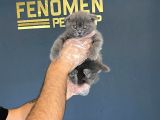 Top Kafa Scottish Fold Yavrularimiz Fenomen Pets Ankara