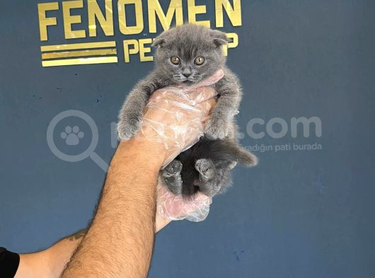 Top Kafa Scottish Fold Yavrularimiz Fenomen Pets Ankara görsel