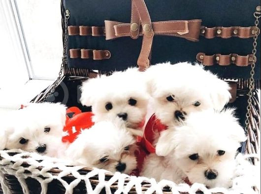 Ev Doğumu Maltese Bebegimiz