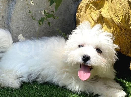 0 Numr Maltese Terrier Kızımız