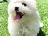 0 Numr Maltese Terrier Kızımız
