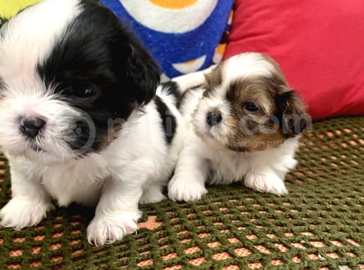 Mini Boy Shihtzu Prenslerim görsel