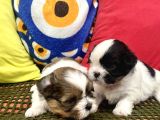 Mini Boy Shihtzu Prenslerim