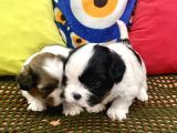 Mini Boy Shihtzu Prenslerim