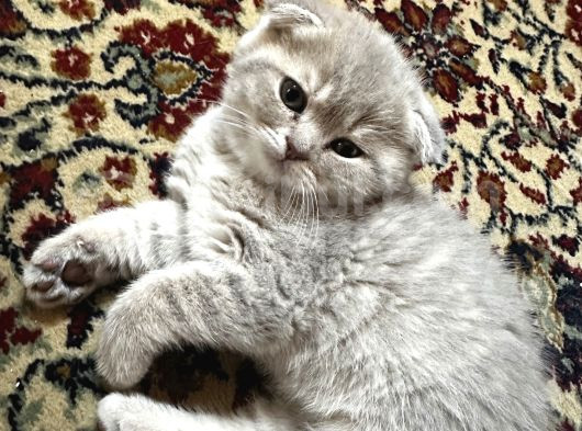 Scottish Fold Yavrumuz görsel