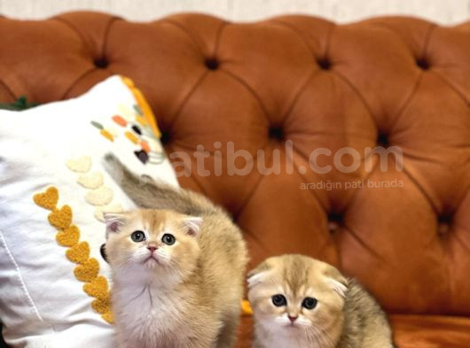 Safkan Golden Scotti̇sh Fold Güzelli̇kleri̇m görsel