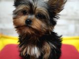 Teacup Garantili Yorkshire Terrier Yavrumuz