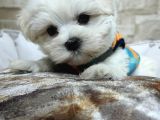 Şecereli Teacup Maltese Yavrularımız