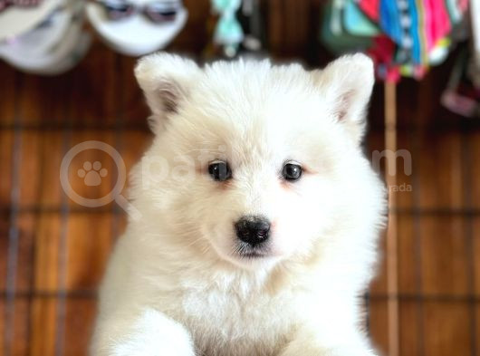 Ayi̇ Yavrusu Bembeyaz Samoyed A Kali̇te Irk