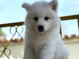 Ayi̇ Yavrusu Bembeyaz Samoyed A Kali̇te Irk