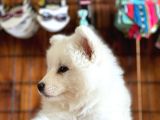 Ayi̇ Yavrusu Bembeyaz Samoyed A Kali̇te Irk