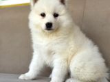Ayi̇ Yavrusu Bembeyaz Samoyed A Kali̇te Irk