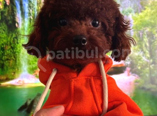 Toy Poddle Erkek Eşlemeye Açik görsel