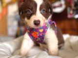Kızıl Border Collie A Kalite Ve Mükemmel Gözler