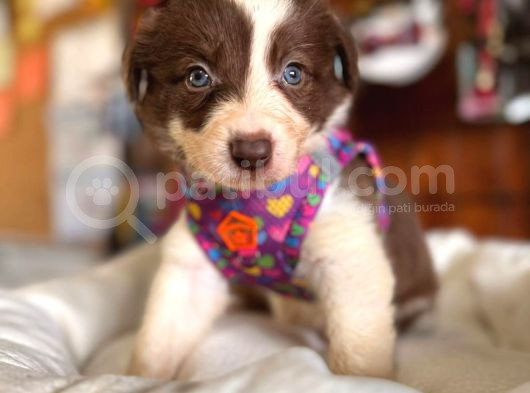 Kızıl Border Collie A Kalite Ve Mükemmel Gözler görsel
