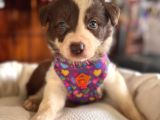 Kızıl Border Collie A Kalite Ve Mükemmel Gözler