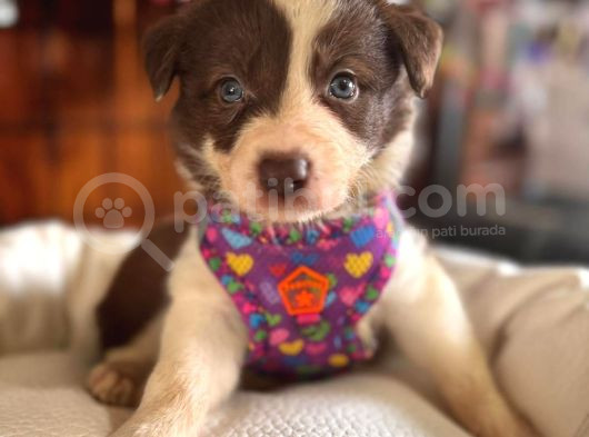 Kızıl Border Collie A Kalite Ve Mükemmel Gözler görsel