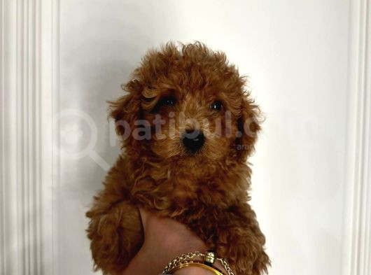 Kipkirmizi Saf Kan Evci̇lbebekler Ev Üreti̇mi̇ Tooy Poodle Yavr