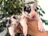 Merle border collie a kalite ve mükemmel renkler