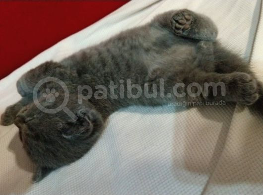 Bri̇ti̇sh Ve Scotti̇sh  Yavrular görsel
