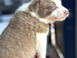 Border Collie Bebekler