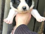 Border Collie Bebekler