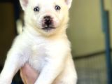 Sibirya Kurdu Husky Bebekler