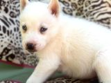 Sibirya Kurdu Husky Bebekler