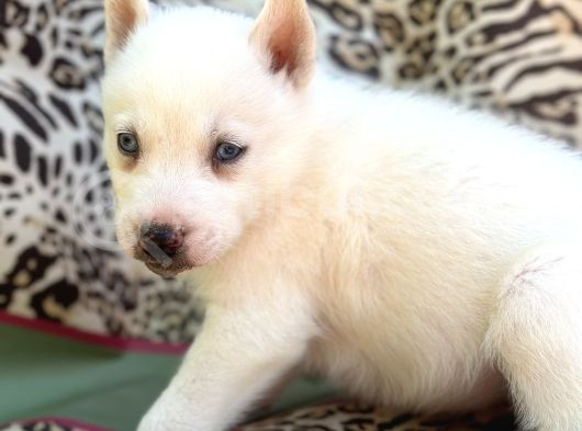 Sibirya Kurdu Husky Bebekler görsel
