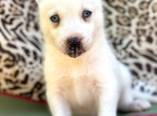 Sibirya Kurdu Husky Bebekler görsel