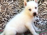Sibirya Kurdu Husky Bebekler