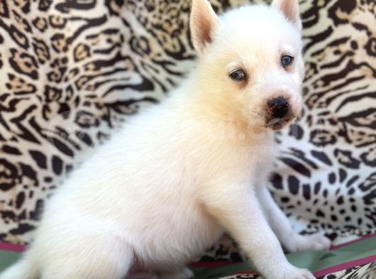 Sibirya Kurdu Husky Bebekler görsel