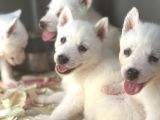 Sibirya Kurdu Husky Bebekler