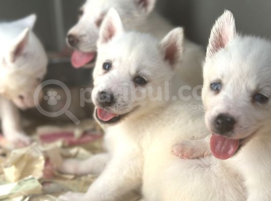 Sibirya Kurdu Husky Bebekler görsel