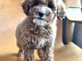 GÖLGELİ TOY POODLE YAVRUSU